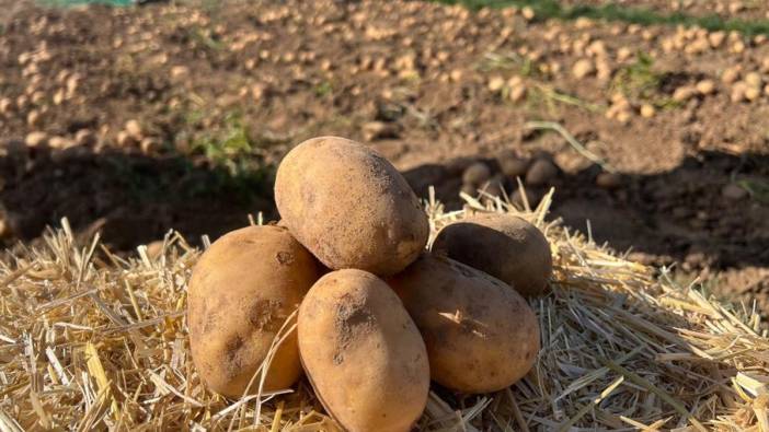 Nevşehir'de ilk patates fuarı: 90 çeşit sergilendi