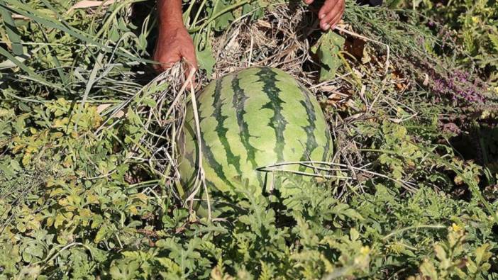 Sıcak hava Diyarbakır karpuzu'nu olumsuz etkileyecek