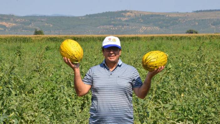 Kırkağaç kavununda hasat başladı