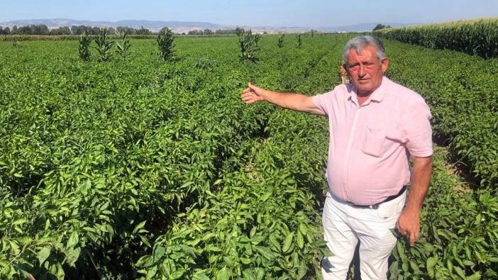 Biberin tarla-market fiyat farkı ortaya çıktı