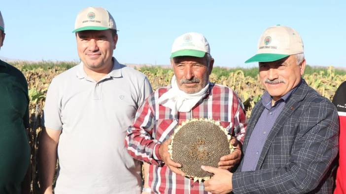 Aksaray'da ay çekirdeği hasadı başladı