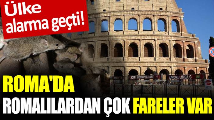 Ülke alarma geçti! Roma'da Romalılardan çok fareler var