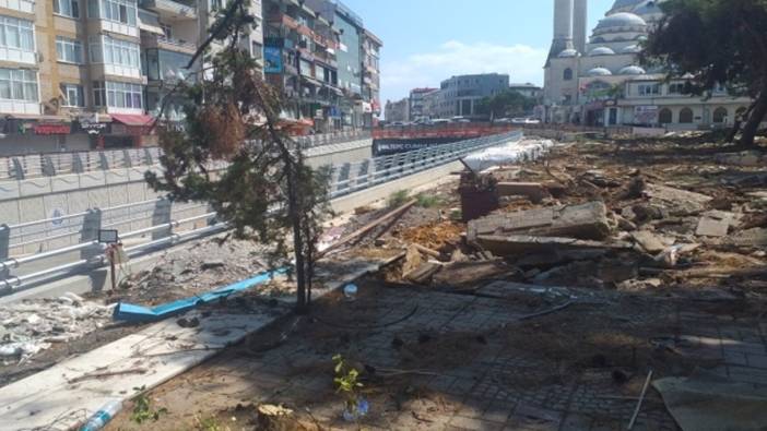 Maltepe'de 17 çam ağacı söküldü