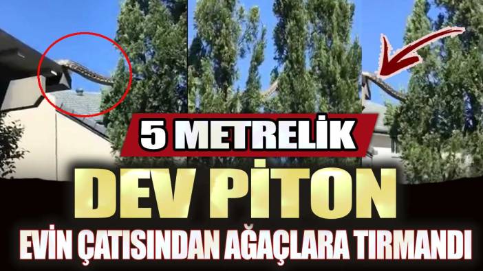 Avustralya’da 5 metrelik dev piton evin çatısından ağaçlara tırmandı