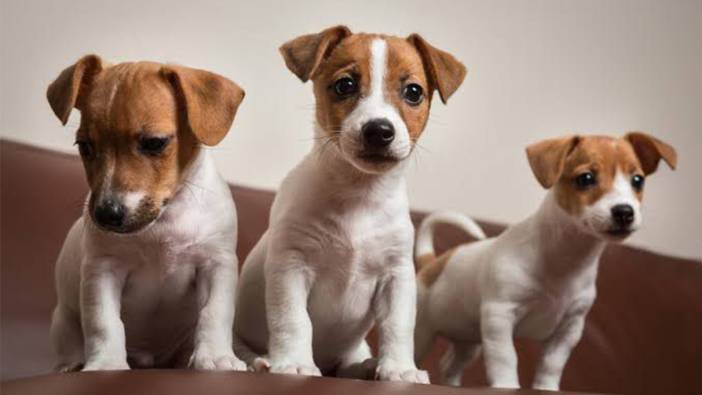 Maske filminin kahramanı Jack Russel Terrier özellikleri