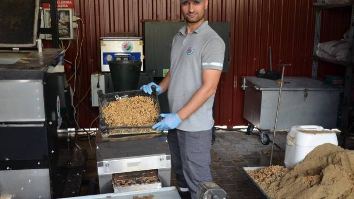 Toplanan yemek artıkları sahipsiz hayvanlara mama oluyor