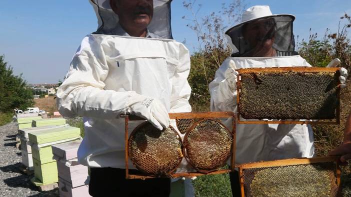 Büyükçekmece'de ilk bal hasadı gerçekleşti