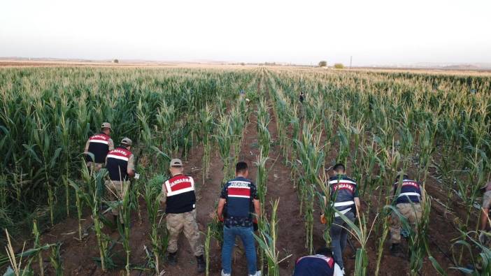 Mısır tarlasında 160 bin kök kenevir bitkisi bulundu