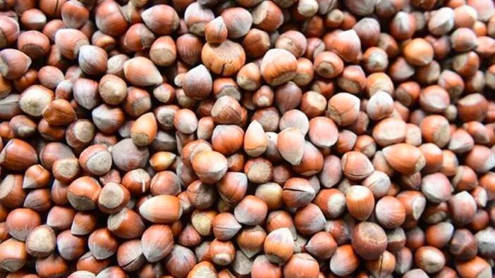 Kocaali'de fındık üreticileri ürünlerini kurutuyor