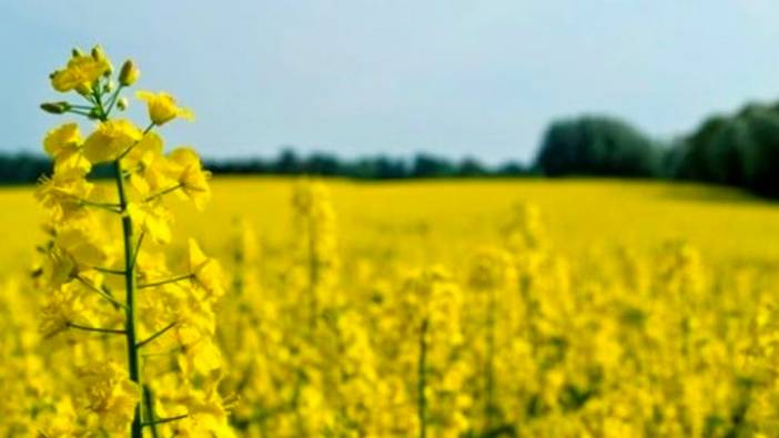 Kırklareli Tarım ve Orman Müdürlüğü kanola projesi başlatıyor