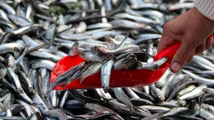Akçakoca'da hamsi bolluğu: Fiyatlar düştü