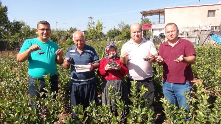 İhracata giden "aronya" süper meyvenin ilk hasadı yapıldı