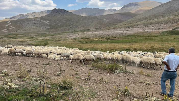 Çobanların kazandığı maaş dudak uçuklattı: "Çalışacak adam bulamıyoruz"