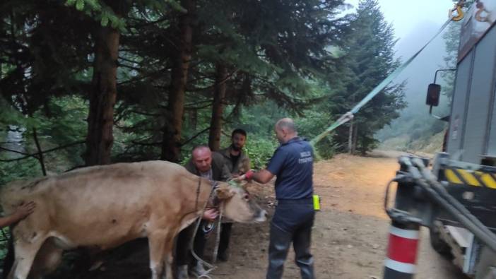 Dere yatağına giren inek itfaiye ekiplerince kurtarıldı