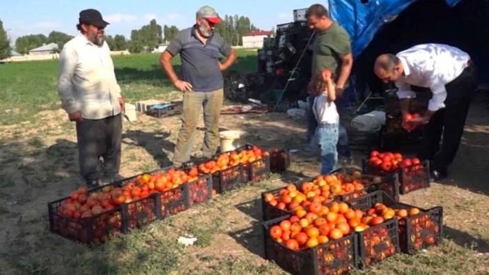 Antalya'nın meşhur ihraç domates fidesi Erciş'te yüksek verim bekleniyor