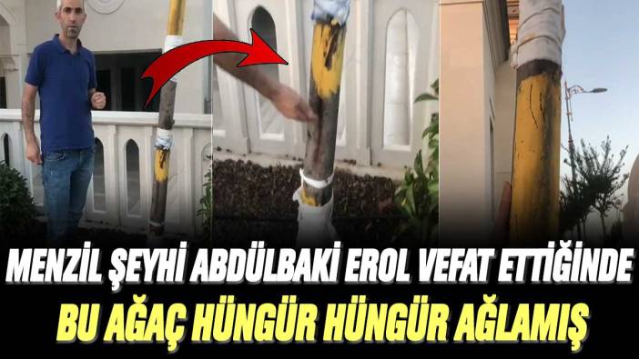 Menzil Şeyhi Abdülbaki Erol vefat ettiğinde bu ağaç hüngür hüngür ağlamış