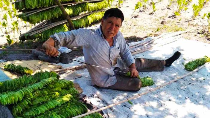 Balıkesir'de tütün hasadıyla birlikte fiyatlar yükseldi