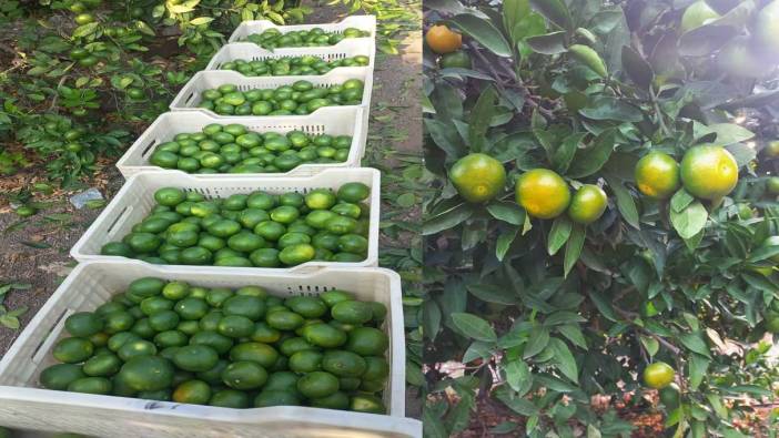 Hatay’da mandalina hasadı başladı