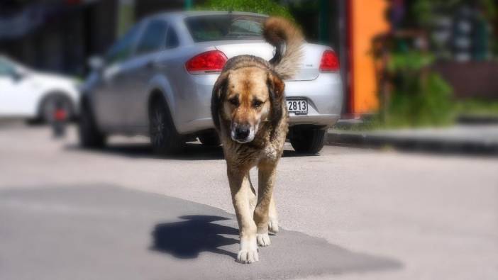 Köpeklerin saldırısına uğrayan çocuk yaralandı