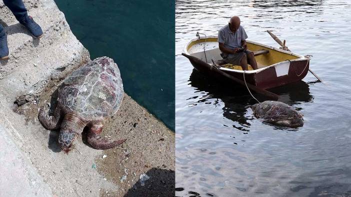 Bodrum’da kıyıda bulunan caretta caretta öldü