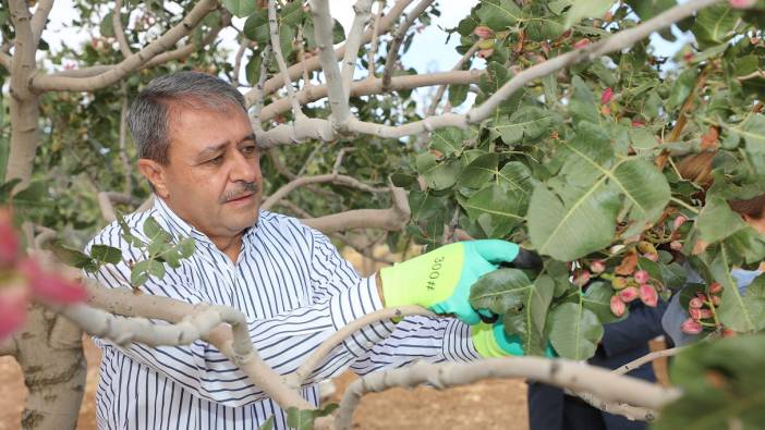 Fıstığın başkentinde hasat heyecanı