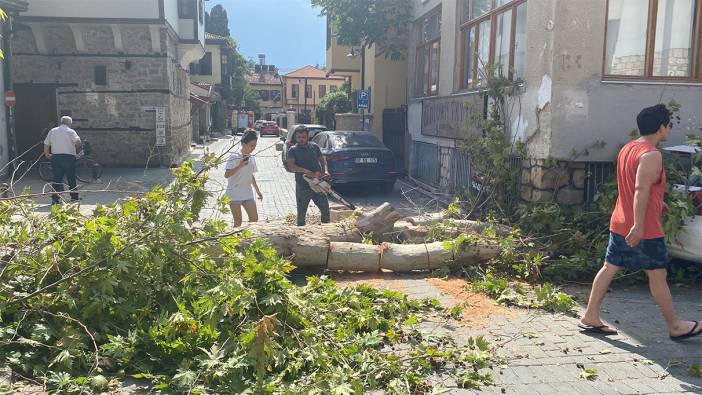 Gövdesi çürüyen asırlık çınar ağacı sokak üzerine devrildi