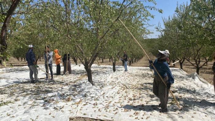 Adıyaman'da badem hasadı: Hibe ayrıntısı ortaya çıktı