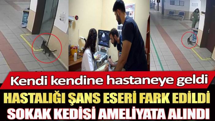 Kendi kendine hastaneye geldi hastalığı şans eseri fark edildi: Sokak kedisi ameliyata alındı