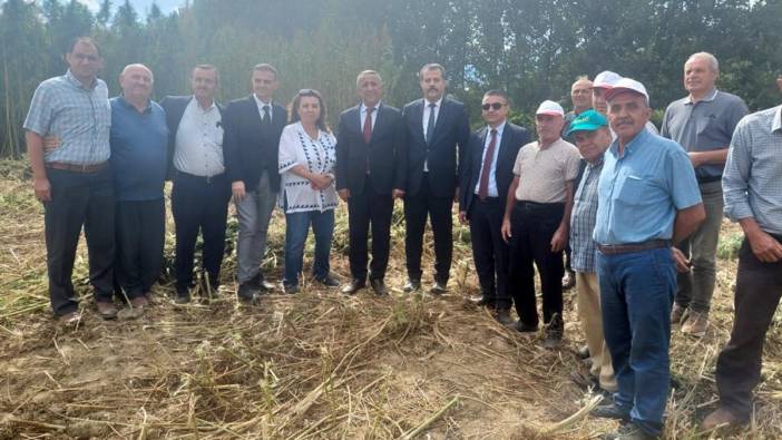 Samsun'da kenevir hasadı