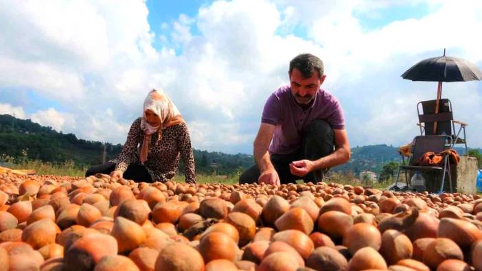 Ordu'da fındık hasadı tamamlandı