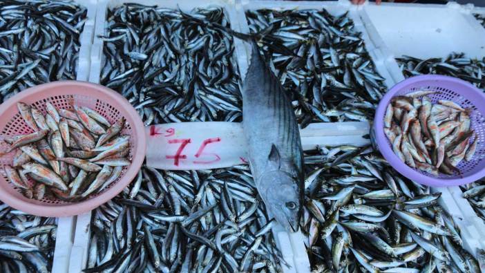 Balıkçı tezgâhları hamsi ile bereketlendi: Palamut kayıplarda