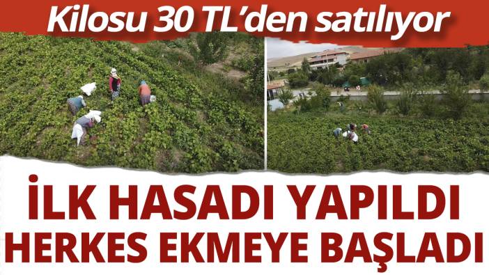 Kilosu 30 TL'den satılıyor! İlk hasadı yapıldı, herkes ekmeye başladı