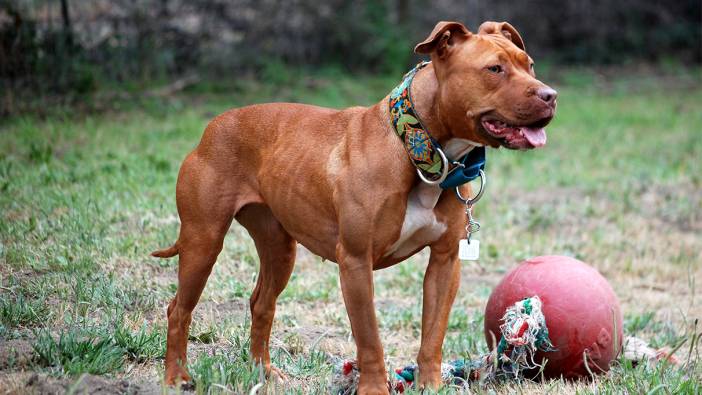 İngiltere'den Pitbull yasağı