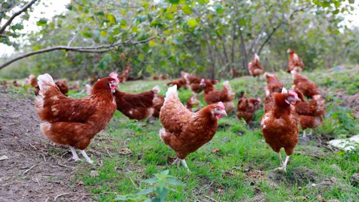 Ordu’nun kafessiz yumurtaları 81 ile ulaşacak