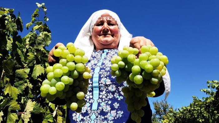 Karabük'te çavuş üzümü hasadı başladı