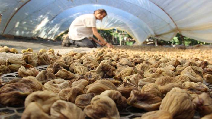 İncirin bahçeden sofraya yolculuğu başladı