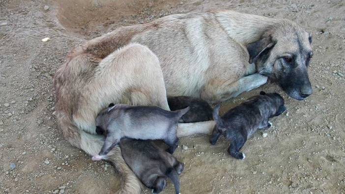 Mersin'de uçurumda mahsur kalan köpek ve 5 yavrusu kurtarıldı