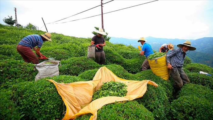 Türkiye'nin çay ihracatı yüzde 22 arttı