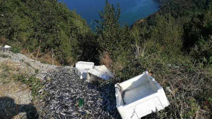 Kastamonu'da kasalarca balık yola atıldı