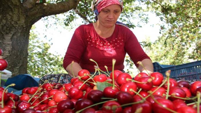 Olumsuz iklim şartlarına rağmen kiraz ve domates ihracatında rekor