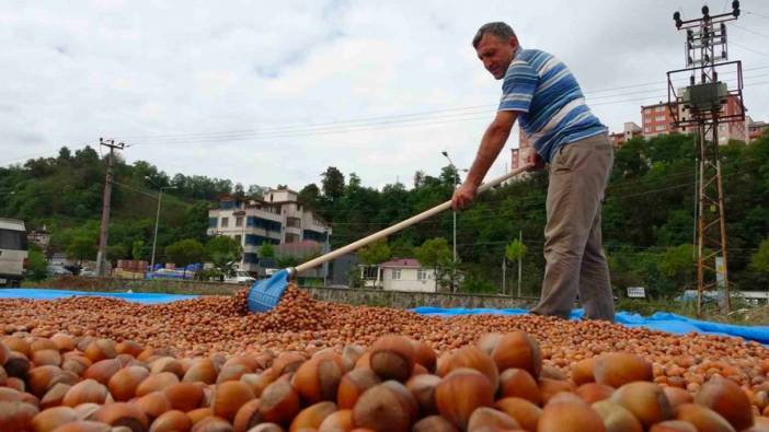 Ordu'da fındık fiyatları 100 liraya ulaştı