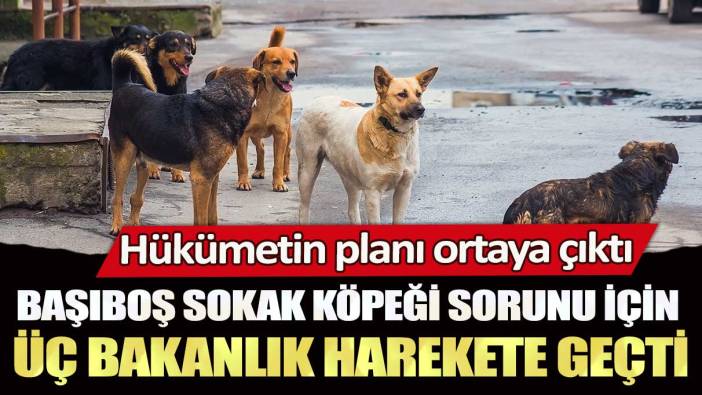 Hükümetin planı ortaya çıktı: Başıboş sokak köpeği sorunu için üç bakanlık harekete geçti