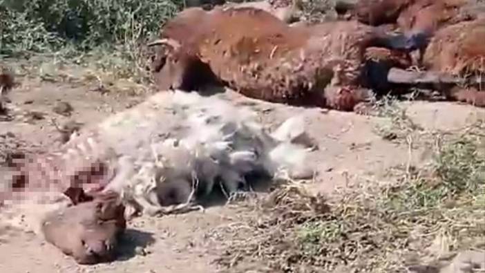 Iğdır’da yol kenarında küçükbaş hayvan ölüleri bulundu