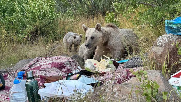 Nemrut'ta ayılar piknikçilerin sofrasına oturdu