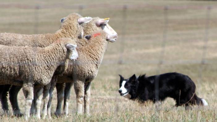 Köpekleri korkutmak isteyen çoban kendini vurdu