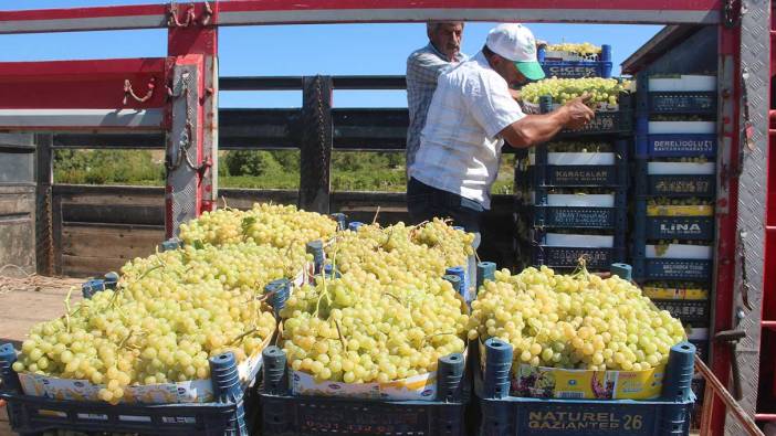 Elazığ’da 120 bin dönümde üzüm hasadı başladı