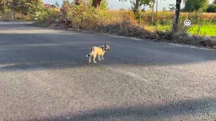 Sakarya'da bir kız çocuğu sahipsiz köpeğin saldırısına uğradı