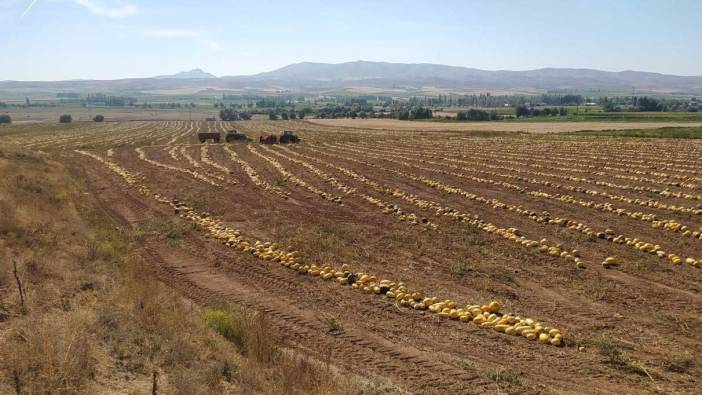 İlk defa ekti, tonlarca elde etti