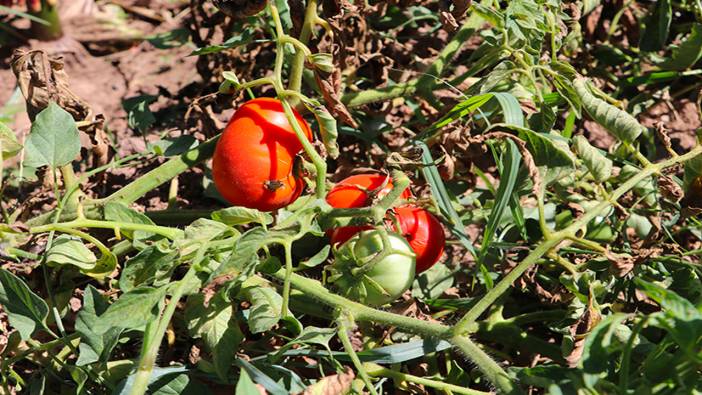 Batman'da yıllık 5 bin ton domates hasadı devam ediyor