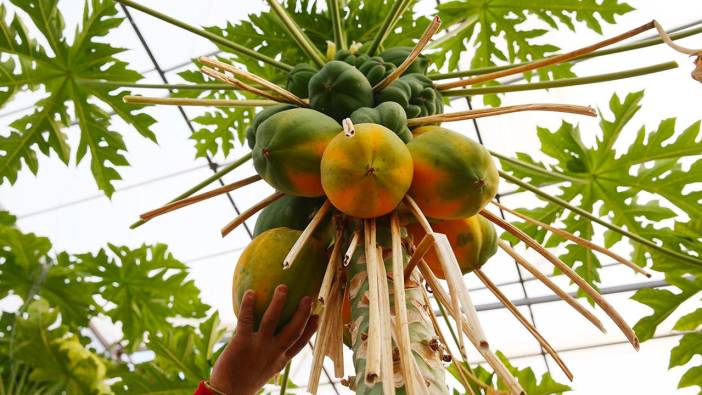 Antalya'da papaya üretimi genişliyor